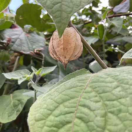 بيت للعطل A Chousa Da Folgueira Ordes