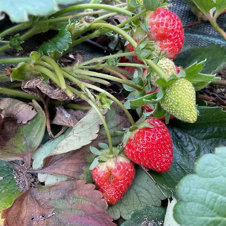 بيت للعطل A Chousa Da Folgueira