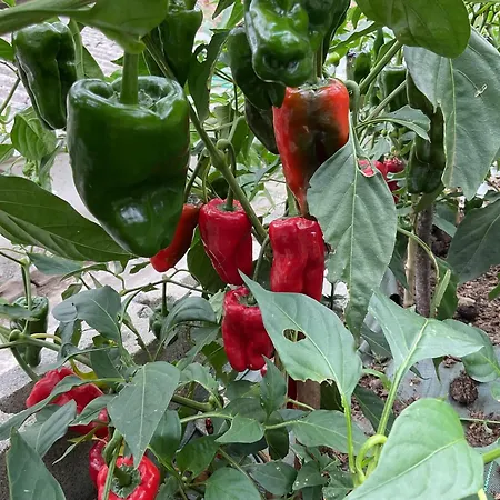 بيت للعطل A Chousa Da Folgueira Ordes