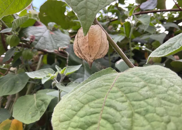 Dom wakacyjny A Chousa Da Folgueira Ordes