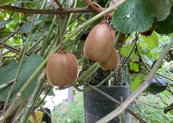 A Chousa Da Folgueira * Ordes