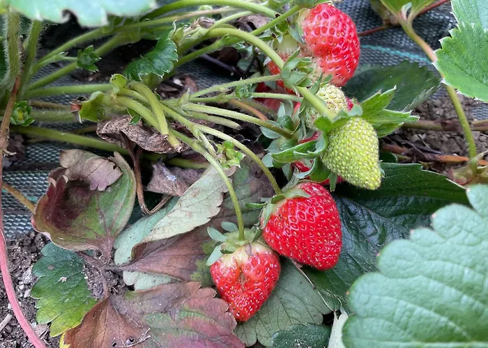 Dom wakacyjny A Chousa Da Folgueira