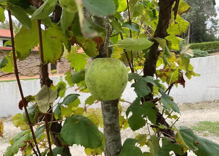 A Chousa Da Folgueira Dom wakacyjny *