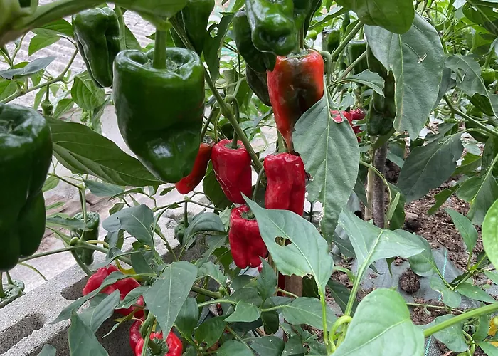 Dom wakacyjny A Chousa Da Folgueira Ordes